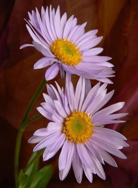 Duas-Flores.jpg