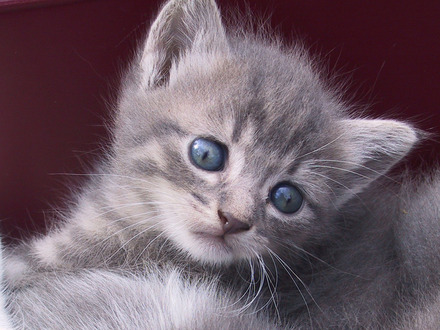 Gato-Cinza-Fofo.jpg