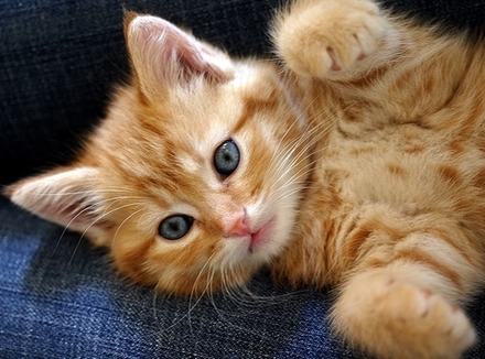 Gato-Dourado.jpg