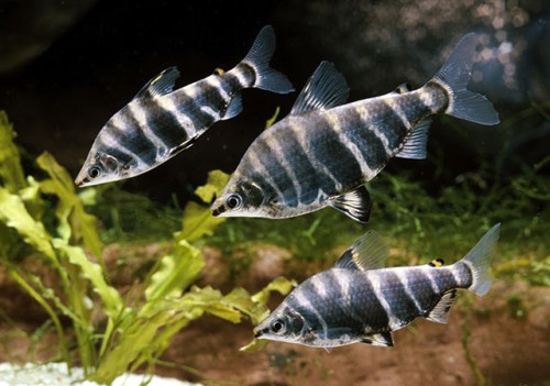 Abramites-hypselonotus.jpg