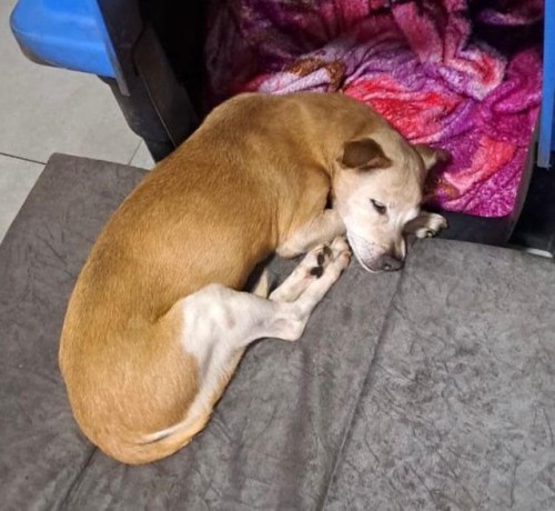 bolinha-foto.jpg